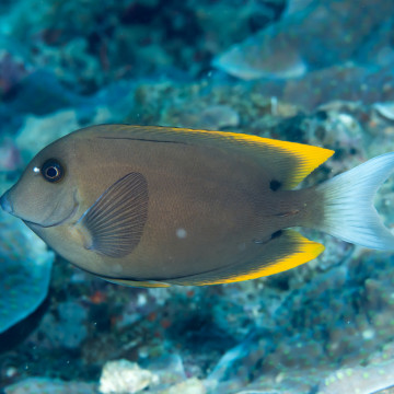 Ctenochaetus Tominiensis 7-10 cm