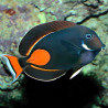 Acanthurus Achilles : 7-9 cm*
