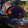 Acanthurus Achilles : 7-9 cm*