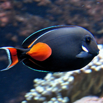 Acanthurus Achilles : 7-9 cm*