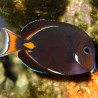 Acanthurus Achilles : 10-12 cm*  
