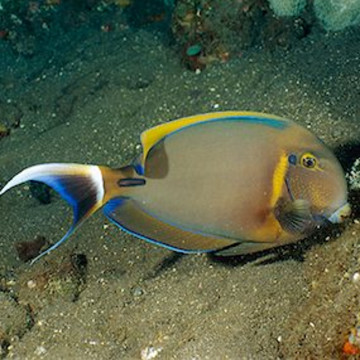Acanthurus Bariene 10 cm