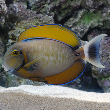Acanthurus Bariene 10 cm
