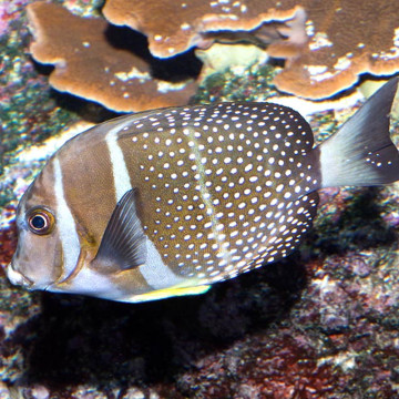 Acanthurus Guttatus taille 12-15 cm (zeldzaam)