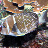 Acanthurus Guttatus taille 12-15 cm (zeldzaam)