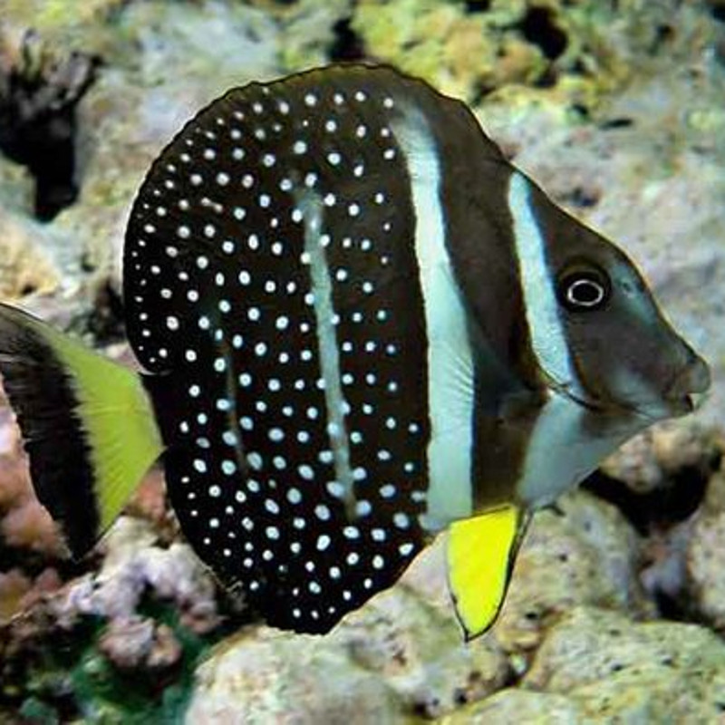 Acanthurus Guttatus taille 12-15 cm (zeldzaam)