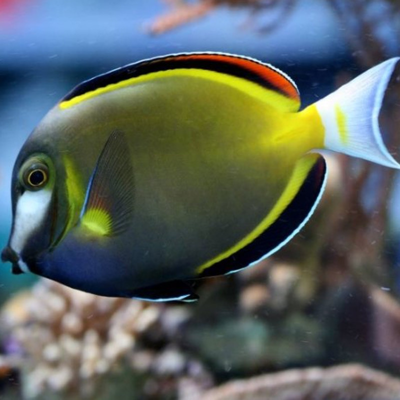 Acanthurus Japonicus : 7-9 cm  