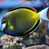 Acanthurus Japonicus : 7-9 cm  