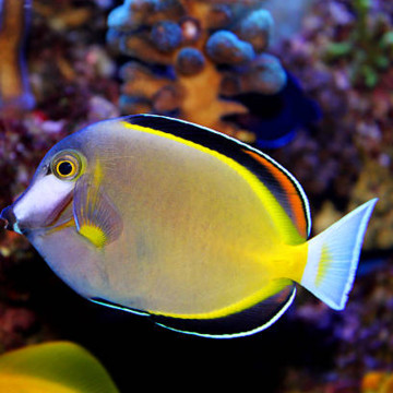 Acanthurus Japonicus : 9-12 cm  