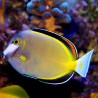 Acanthurus Japonicus : 9-12 cm  