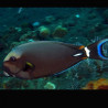 Acanthurus leucocheilius 13-15 cm