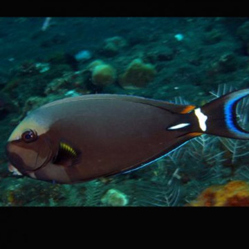 Acanthurus Leucocheilus 14-16 cm