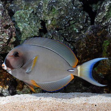 Acanthurus Leucocheilus 9-12 cm