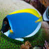 Acanthurus leucosternon : 10 à 12 cm* Acanthurus leucosternon : 10 à 12 cm*