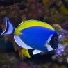 Acanthurus leucosternon : 6-8 cm*