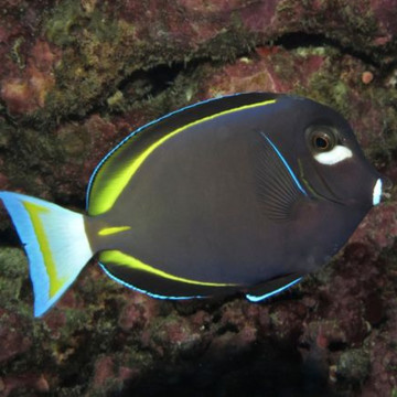 Acanthurus nigricans : 8-10 cm