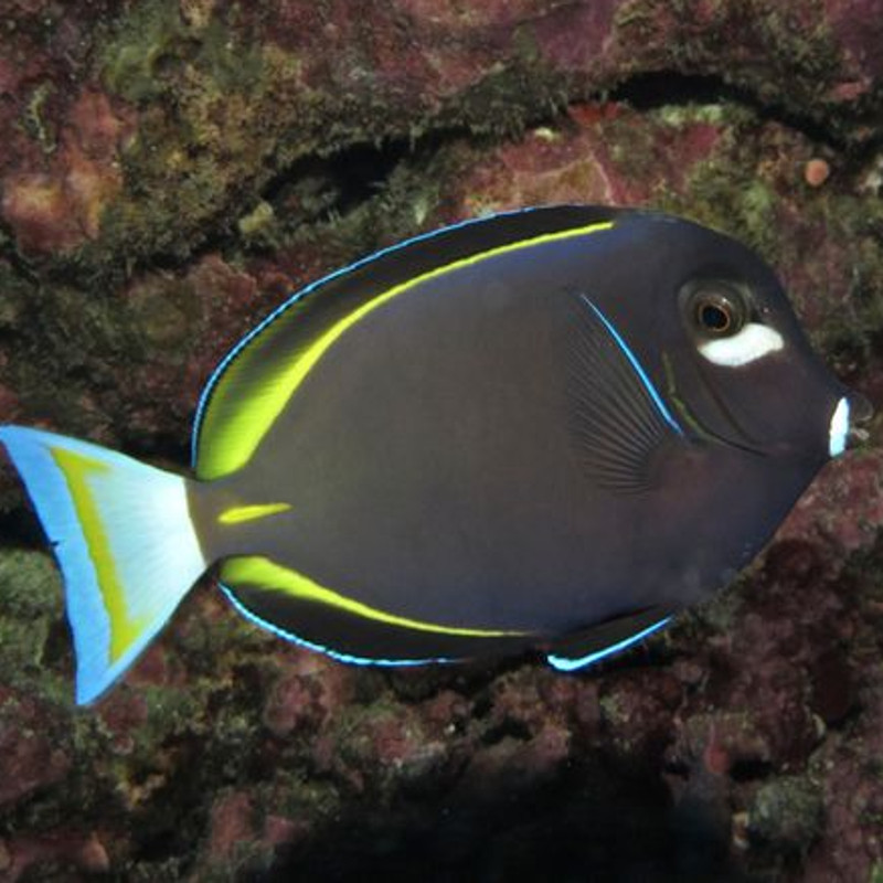 Acanthurus nigricans : 8-10 cm