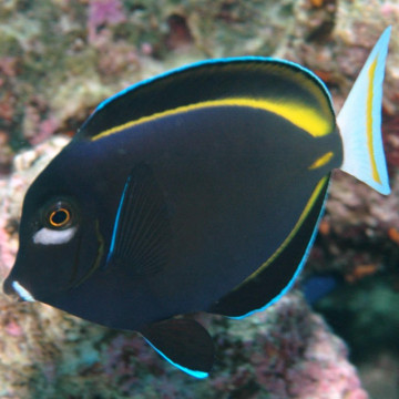 Acanthurus nigricans : 8-10 cm