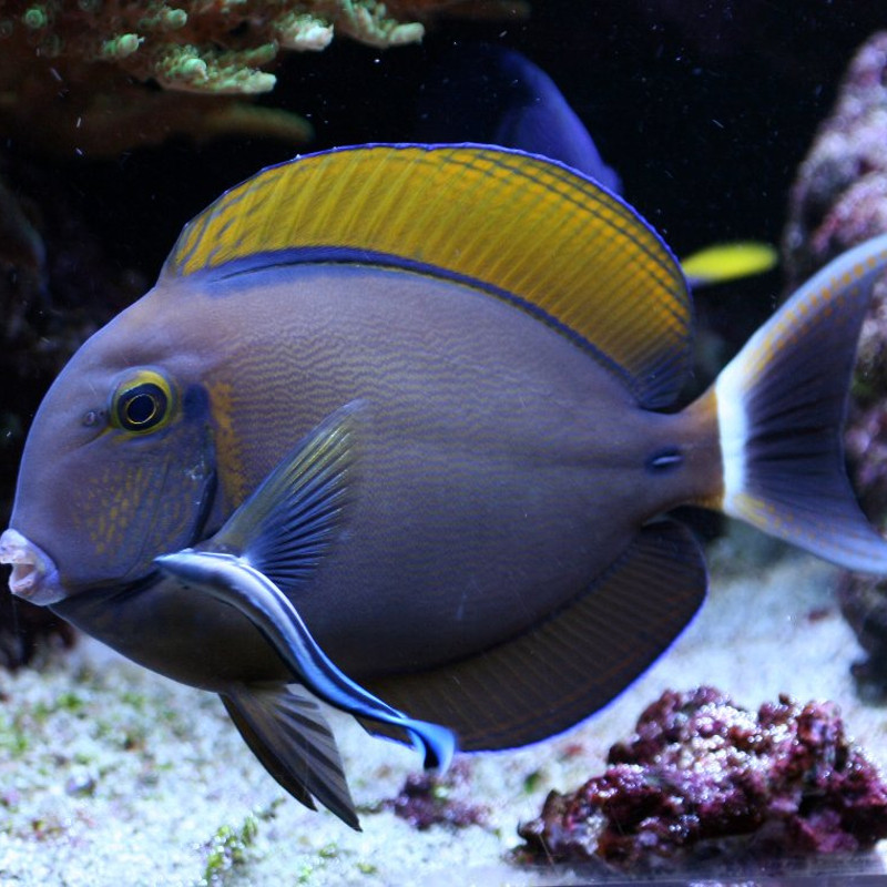 Acanthurus Bariene 12-17 cm 239,50 € Acanthurus Bariene 12-17 cm 239,50 €