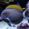Acanthurus Bariene 12-17 cm