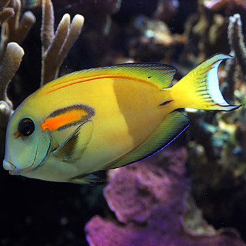 Acanthurus Olivaceus 15-18 cm