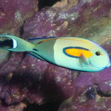 Acanthurus Olivaceus 20-25 cm