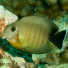 Acanthurus pyroferus : 10-12 cm  