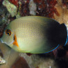 Acanthurus pyroferus : 10-12 cm  