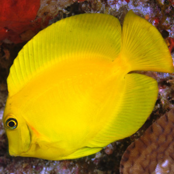 Acanthurus pyroferus : 10-12 cm  