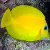 Acanthurus pyroferus : 10-12 cm  