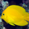 Acanthurus pyroferus : 10-12 cm  