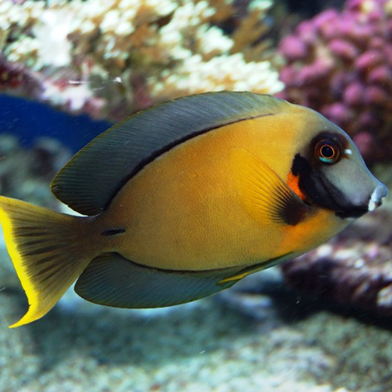 Acanthurus pyroferus : 10-12 cm  