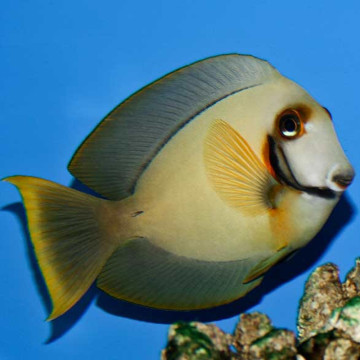 Acanthurus pyroferus : 10-12 cm  