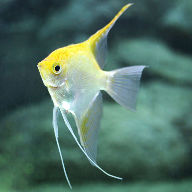 Pterophyllum Scalaire dorés 4-5 cm