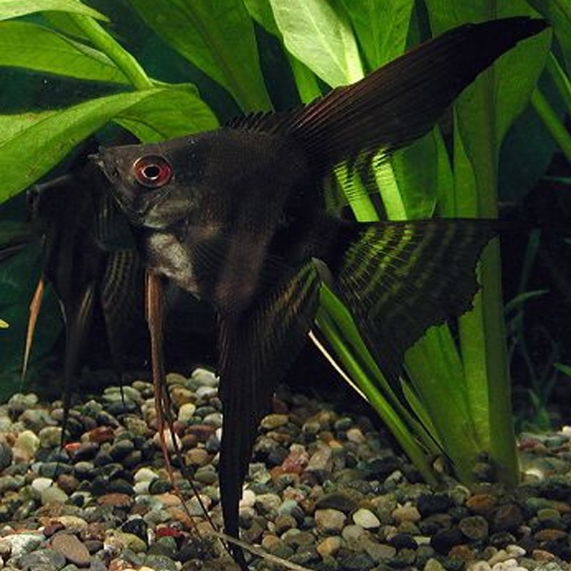 Pterophyllum Scalaire noirs 3-4 cm
