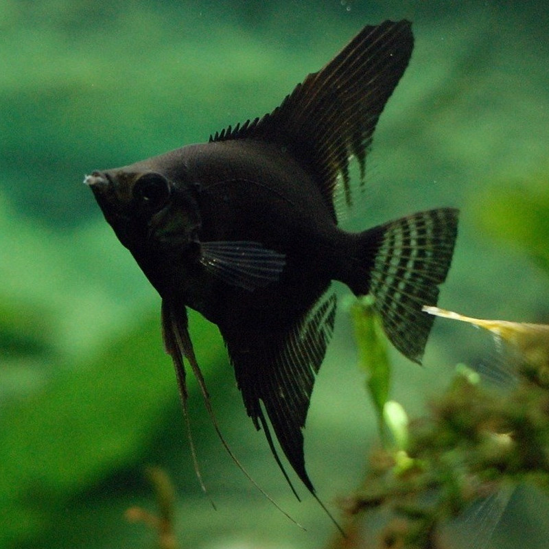 Pterophyllum Scalaire noirs 4-5cm