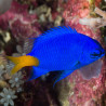 Chrysyptera parasema 9,50 €