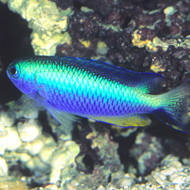 Pomacentrus alleni Pomacentrus alleni
