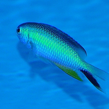 Pomacentrus alleni