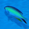 Pomacentrus alleni
