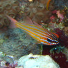Apogon cyanosoma : 3 à 6 cm *