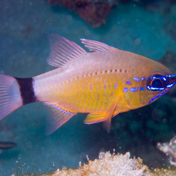 Apogon aureus 2-5 cm