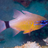 Apogon aureus 2-5 cm