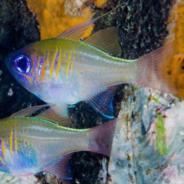 Apogon leptacanthus* - Zoramia leptacantha : 2 à 4 cm