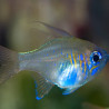 Apogon leptacanthus* - Zoramia leptacantha 2-4 cm (lot de 2)