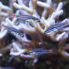 Apogon Parvulus - Ostorhinchus parvulus*