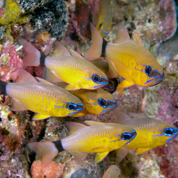 Apogon aureus 2-5 cm