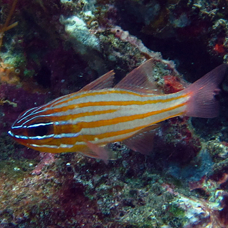 Apogon cyanosoma : 3 à 6 cm *
