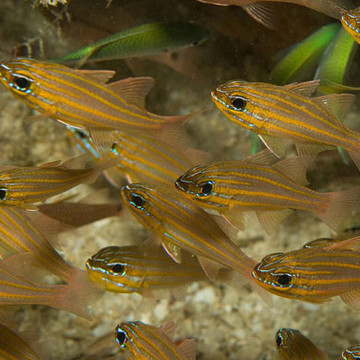 Apogon cyanosoma : 3 à 6 cm *