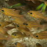 Apogon cyanosoma - Ostorhinchus cyanosoma : 2-3 cm